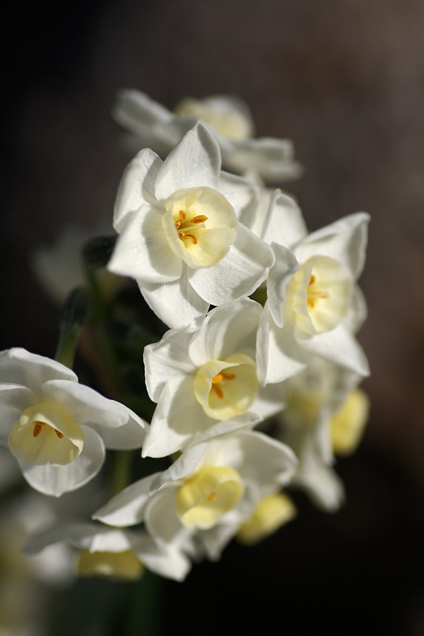 Jonquils Romance by Joy Watson